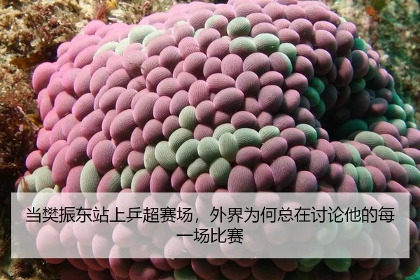 dang-fan-zhen-dong-zhan-shang-ping-chao-sai-chang-wai-jie-wei-he-zong-zai-tao-lun-ta-de-mei-yi-chang-bi-sai-2-991.jpg